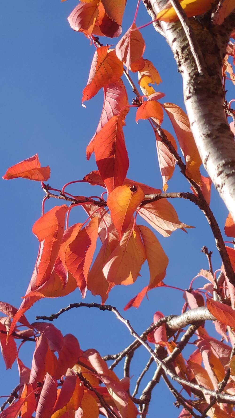 Some poems for November from the Creative Writing Group